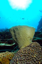 Roatan, Honduras. by Shawn Jackson 